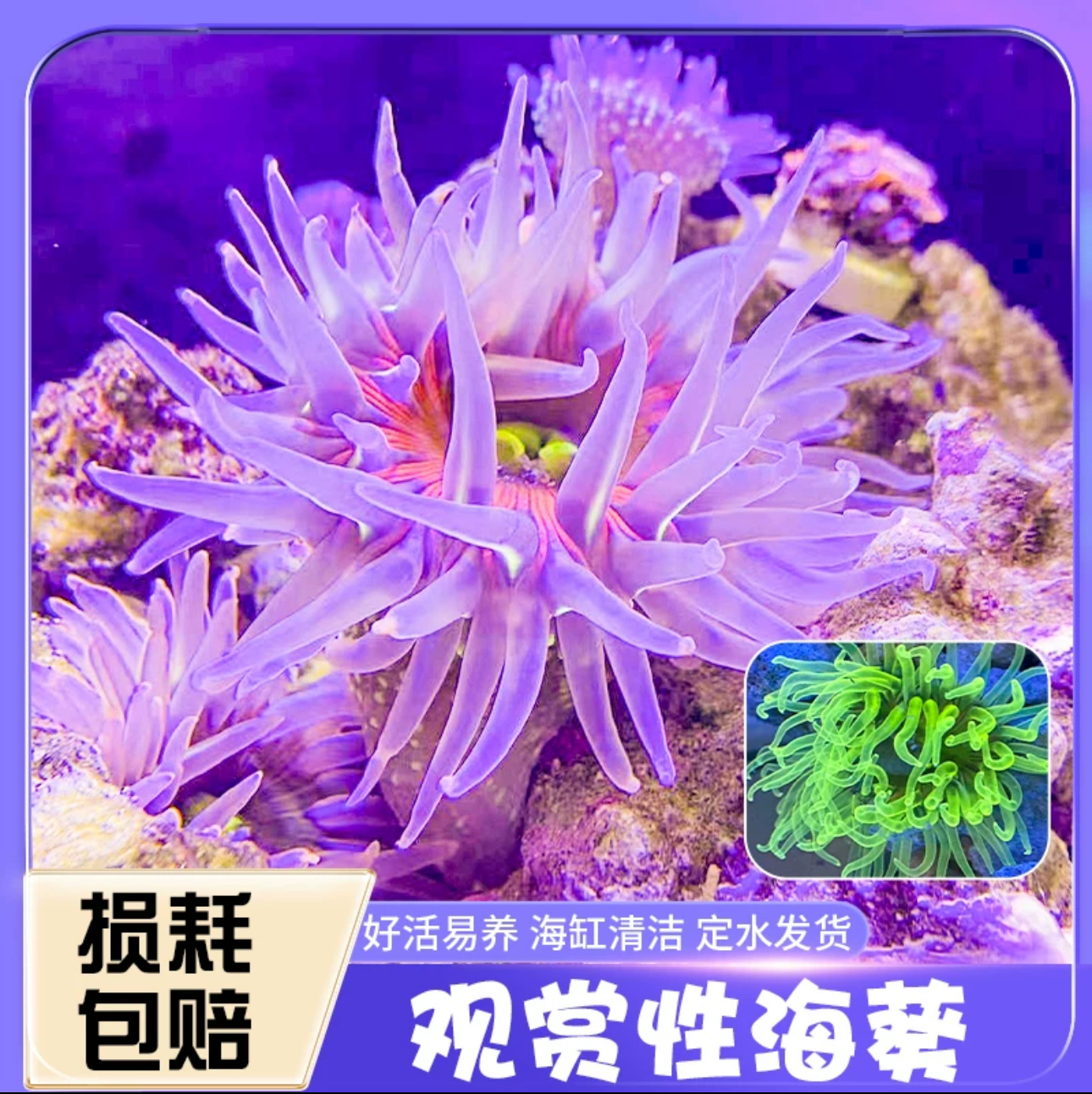 海葵海缸生物观赏海葵lps软体珊瑚海草奶嘴海葵火山海葵樱花海葵 宠物/宠物食品及用品 珊瑚/海葵 原图主图