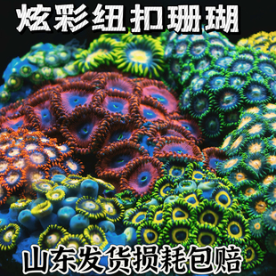 炫彩纽扣拼盘lps活体珊瑚海水缸造景珊瑚新手试入门珊瑚观赏