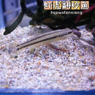 海缸工具虾虎鱼翻砂伪装虾虎鱼翻砂工具鱼海水鱼吃藻生命力顽强