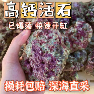活石免爆藻新鲜高钙片状海水过滤鱼缸珊瑚缸已爆藻带菌开缸