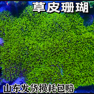 荧光绿草皮珊瑚lps软体珊瑚新手试水珊瑚海缸造景活体珊瑚