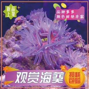 火山红海葵活体樱花海葵荧光粉点海葵海缸生物海洋软体海葵珊瑚