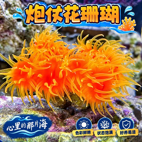 炮仗花太阳花海水软体活体珊瑚