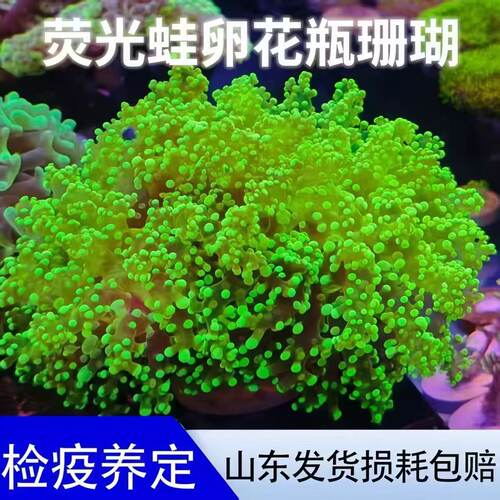 荧光绿蛙卵分支珊瑚花瓶