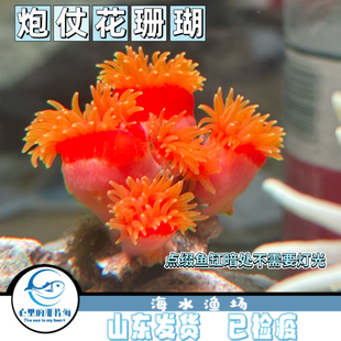 炮仗花软体珊瑚人工繁殖lps软体新手练手珊瑚皮实好养不需要灯光