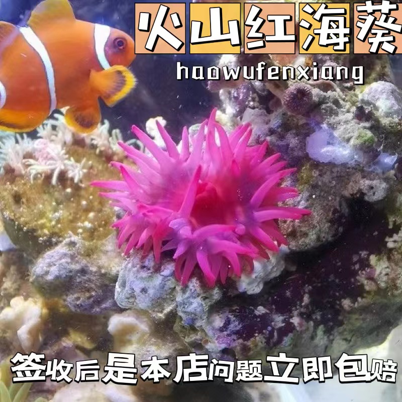 火山红海葵海缸活体生物珊瑚