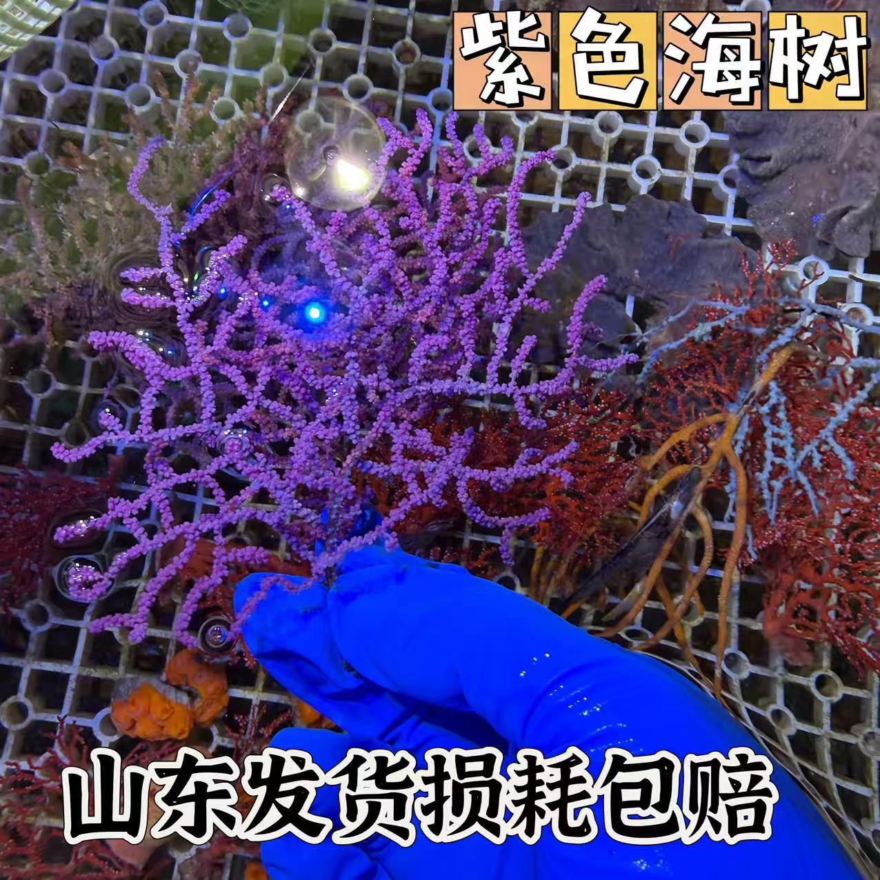 紫色海树珊瑚树支海缸造景摆件活体珊瑚观赏海洋生物海树
