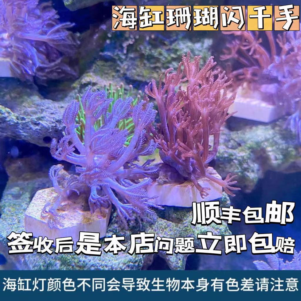 闪千手海水珊瑚开合花伞白鬼爪