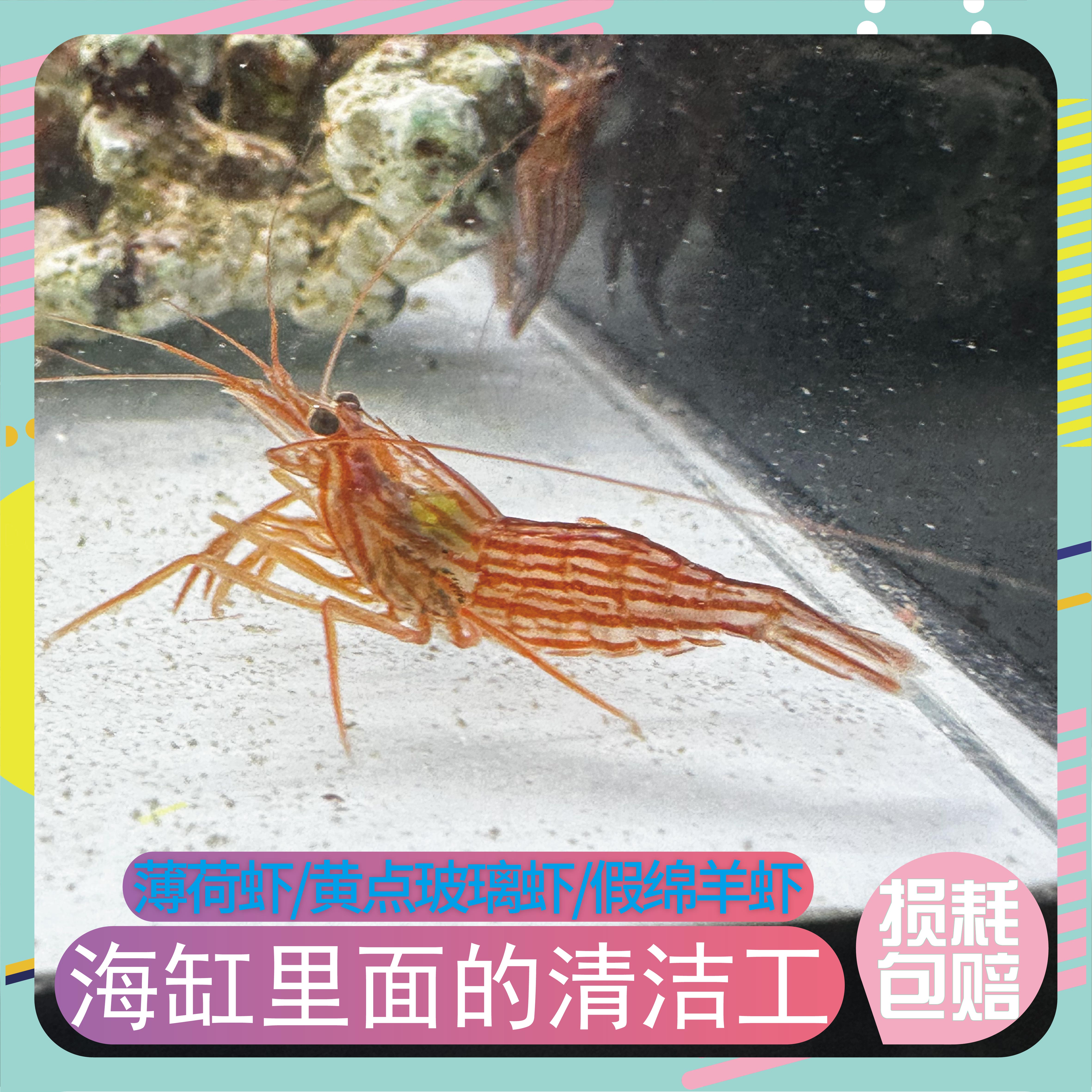 薄荷虾假绵羊虾黄点玻璃虾海缸生物清理鱼缸虾吃藻不伤珊瑚观赏虾