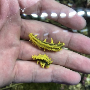 黄金海参黑海参红海参海缸翻砂生物海水生物皮实好养