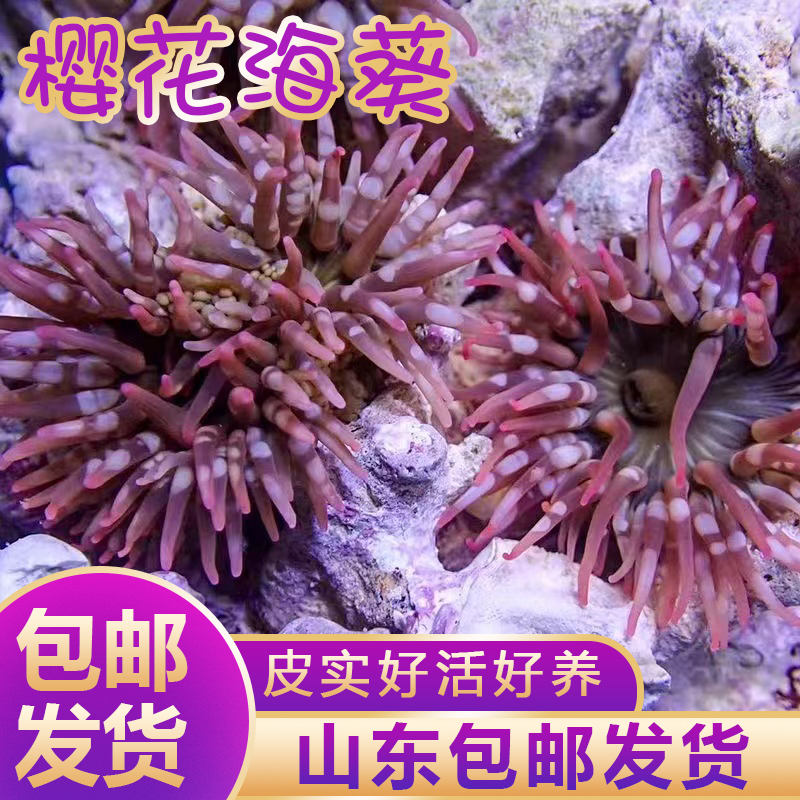 樱花海葵小丑鱼海葵海缸软体珊瑚