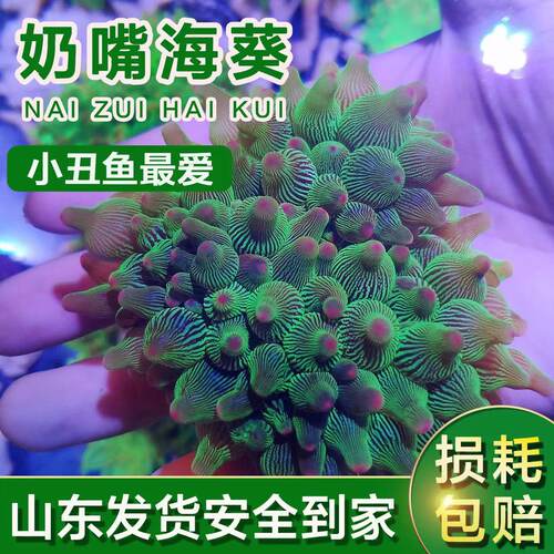 奶嘴海葵观赏海葵小丑鱼共生活体