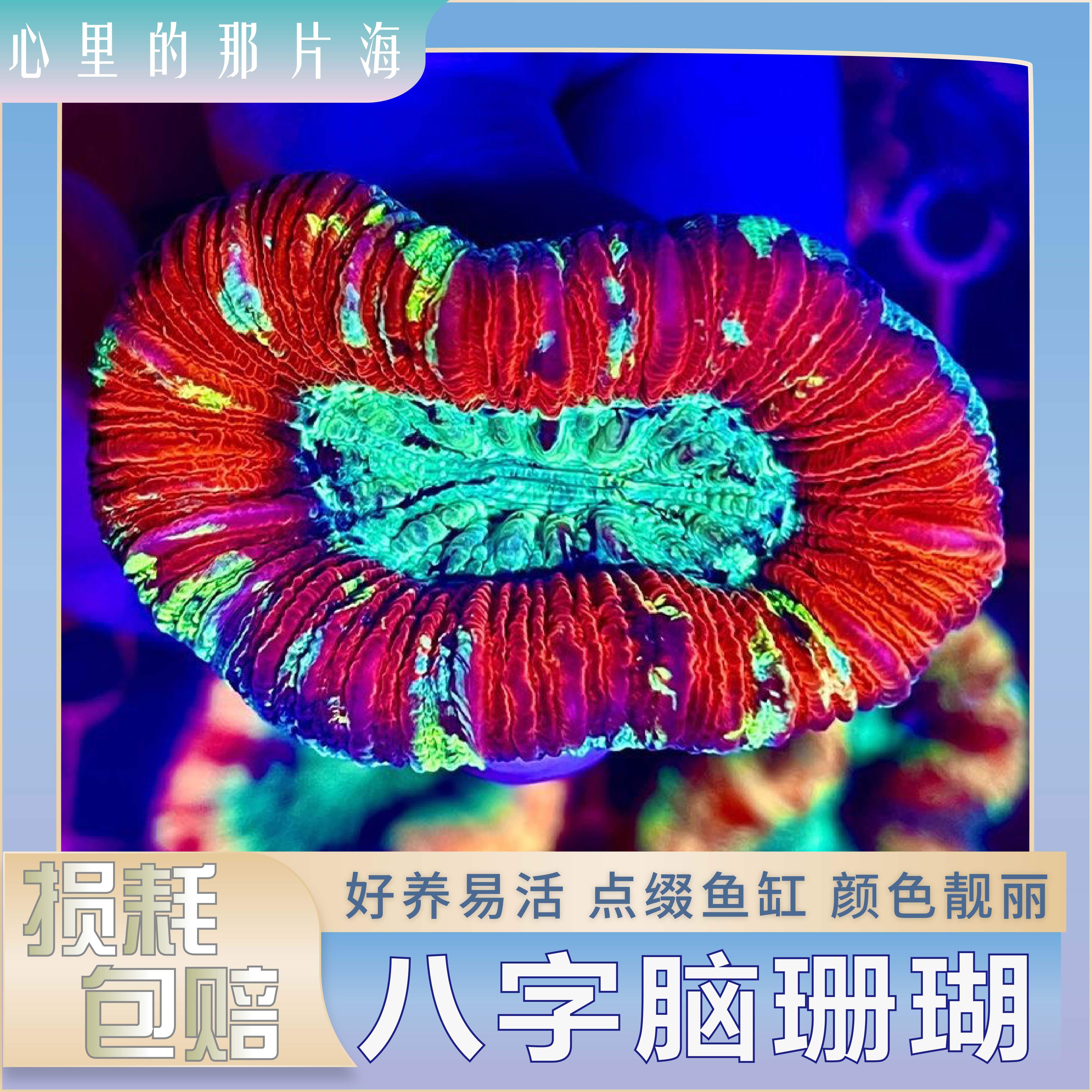 八字脑珊瑚lps珊瑚新手入门珊瑚好养活海水生物精品糖果荧光珊瑚,宠物/宠物食品及用品,珊瑚/海葵,淘宝优惠券,粉丝福利购,淘宝优惠卷