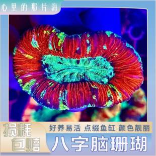 八字脑珊瑚lps珊瑚新手入门珊瑚好养活海水生物精品糖果荧光珊瑚