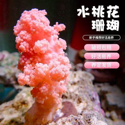 红水桃花软体珊瑚海鸡冠珊瑚