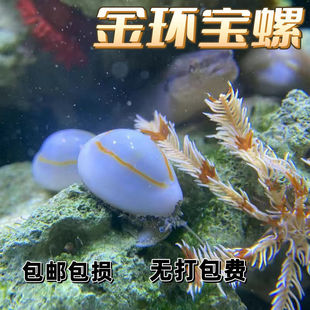 金环宝螺观赏海螺紫底星螺宝贝螺牛眼螺海缸除藻生物吃藻海螺包活