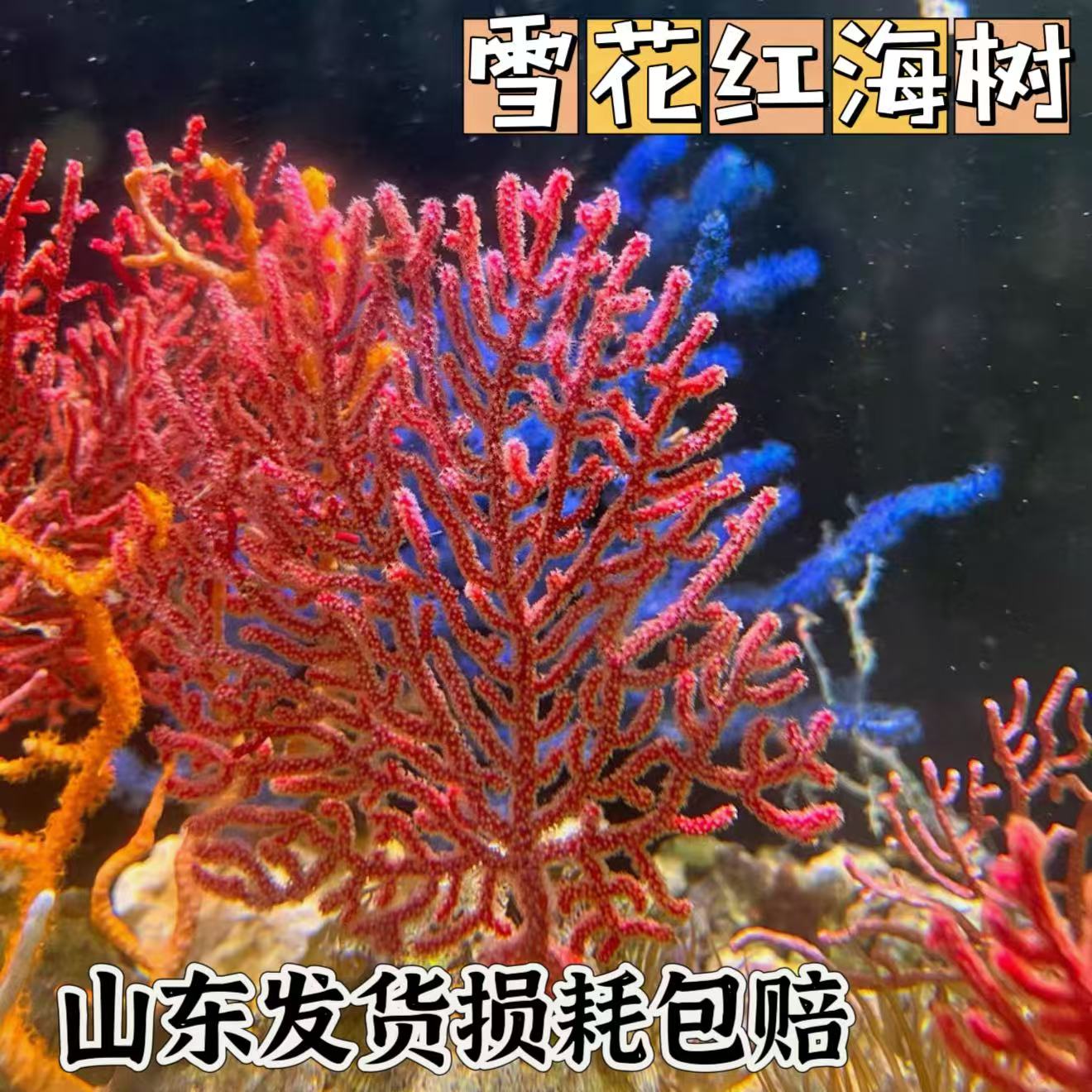 雪花红海树nps珊瑚海缸造景活体