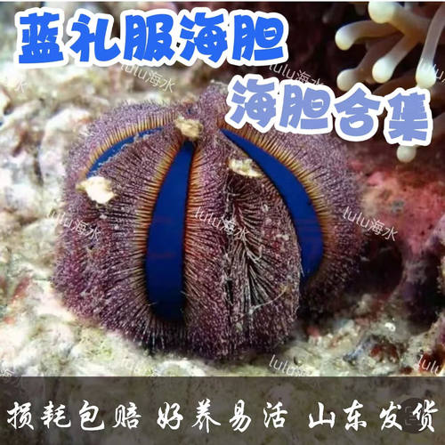 蓝礼服海胆海缸海胆生物