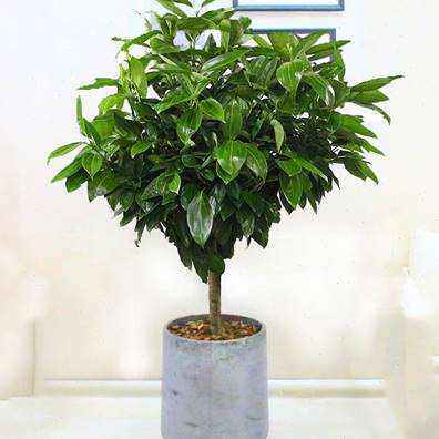 平安树肉桂树客厅办公室内大型观叶盆栽绿植四季常青好养开业送.