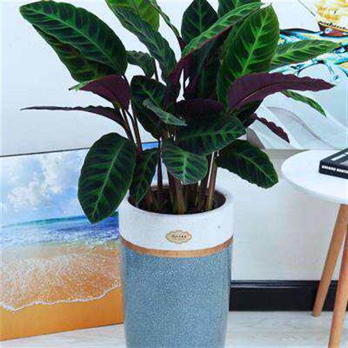 天鹅常室内盆栽绒绒物观叶客厅青叶四季喜竹芋背绿植紫背阴绿植w.