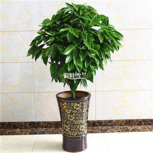 平安树盆栽大型室内客厅绿植公司前台办公植物四季常青 净化空.