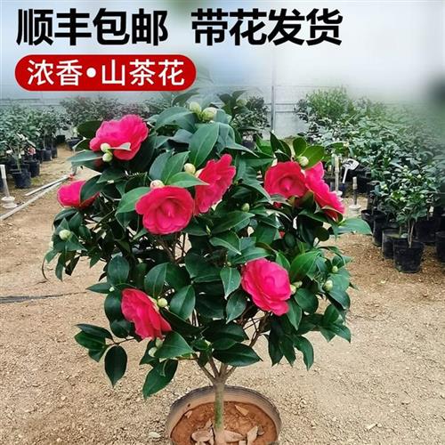 冬天不怕冷室外能过冬的花绿植室外易种活抗寒耐冻花卉耐旱花卉