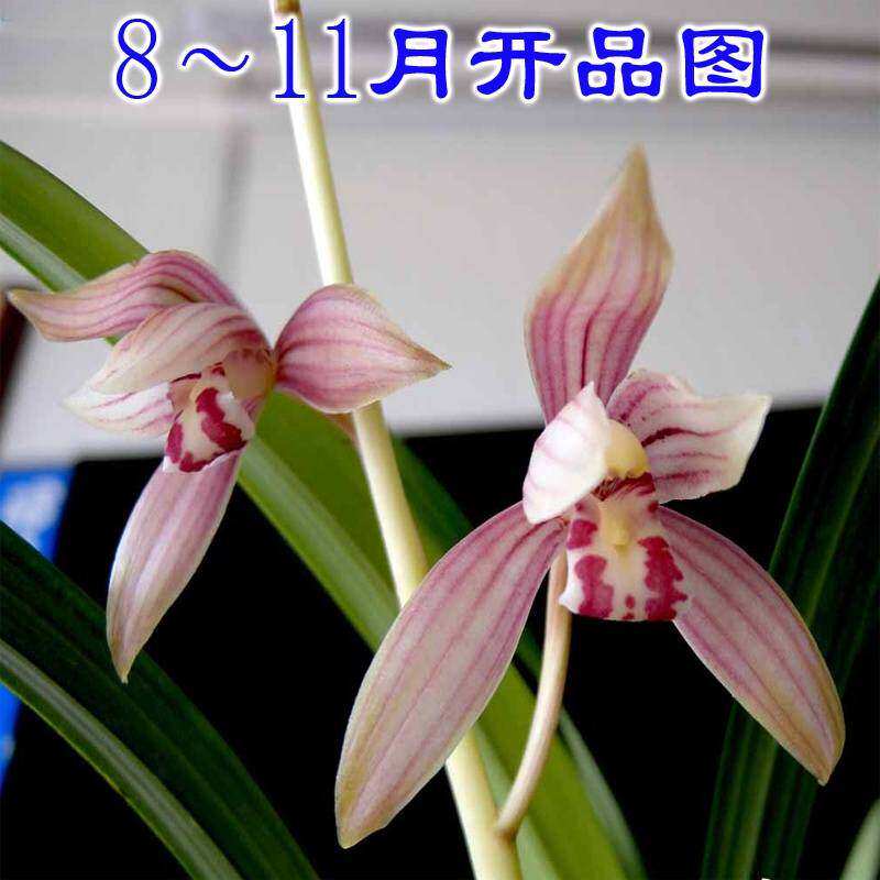 新品建兰g千霞冠芊艺兰花苗带花苞四季兰草花卉观花盆栽植物欧洲