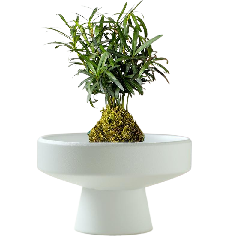 苔藓球花盆陶瓷盆托盘中式桌面摆件水培米竹苔藓球水培器皿盆托