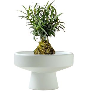 苔藓球花盆陶瓷盆托盘中式桌面摆件水培米竹苔藓球水培器皿盆托