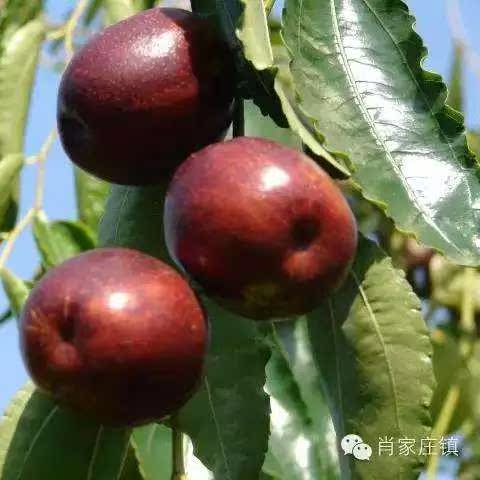 全红大果露天茌平圆铃大枣笨枣农枣