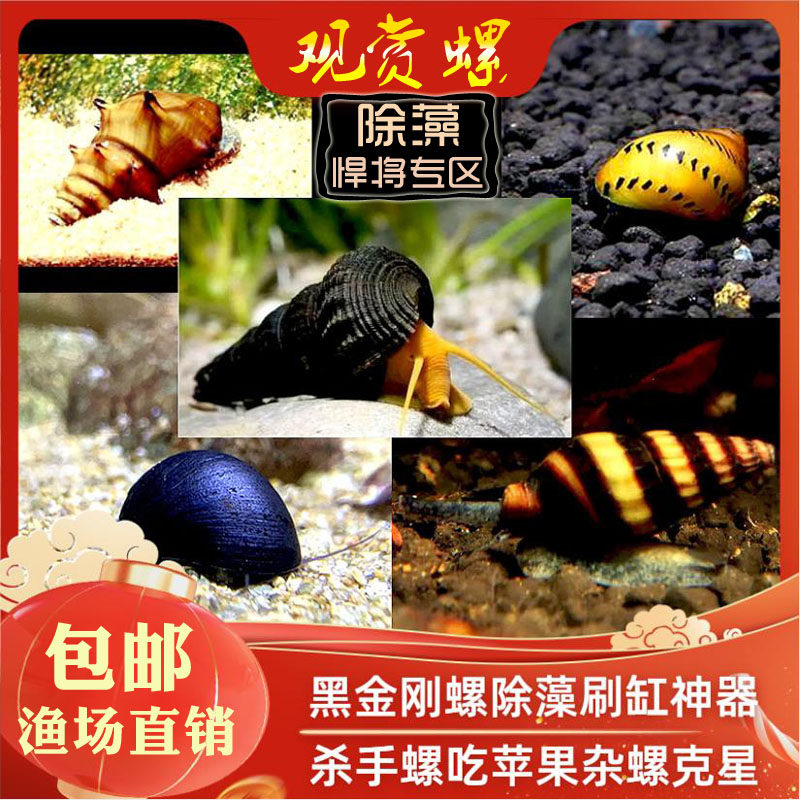 观赏螺淡水螺黑金刚杀手螺苹果橙兔洋葱流星螺清洁除藻工具螺活体