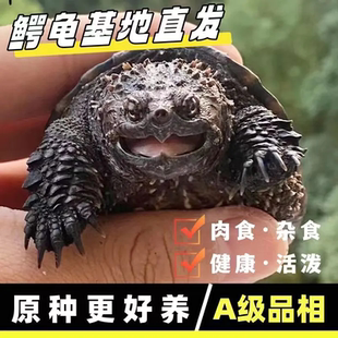 乌龟活体北美小鳄龟活体鳄鱼龟杂佛鳄龟大龟苗宠物龟观赏龟水龟
