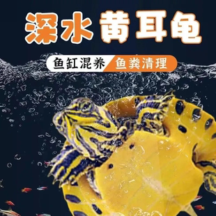 深水黄耳龟乌龟活物冷水乌龟长寿龟家养宠物观赏小乌龟招财小乌龟
