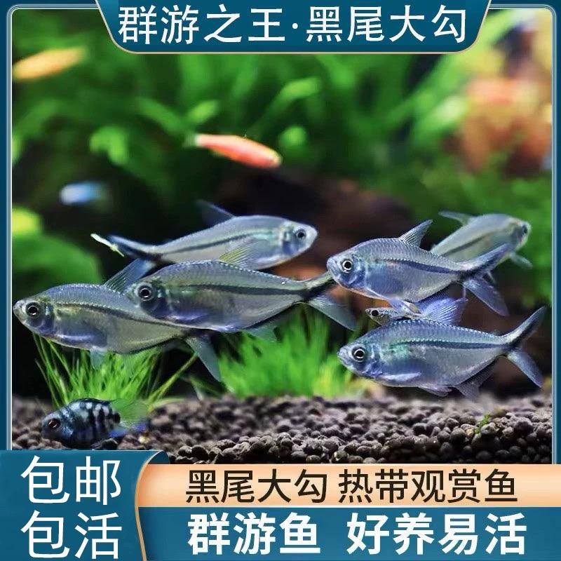 黑尾大勾鱼小型群游热带鱼灯科鱼草缸观赏鱼淡水好养