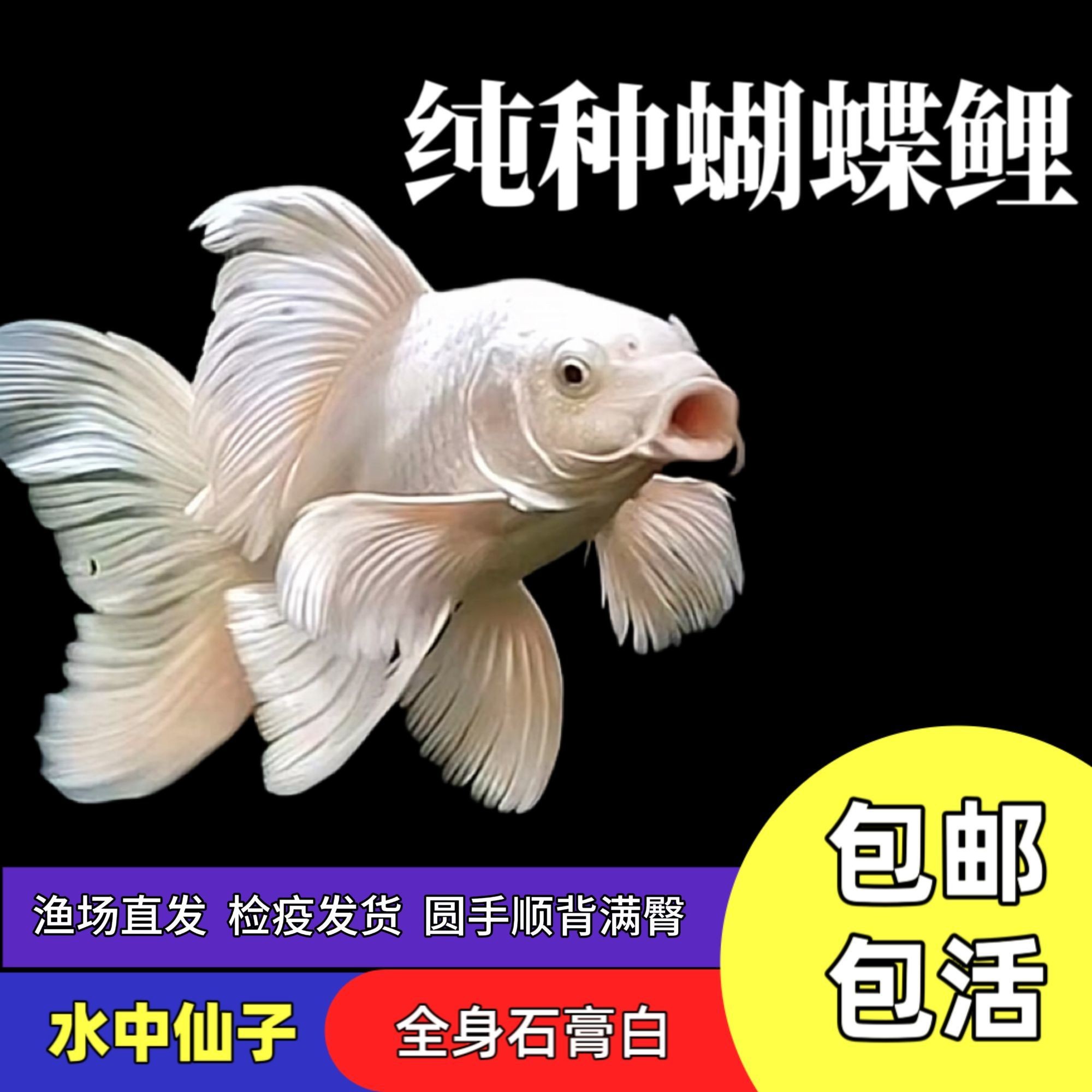 【大尺寸】台湾球型狮子头蝴蝶鲤观赏鱼火红熊猫短身大尾巴观赏鱼
