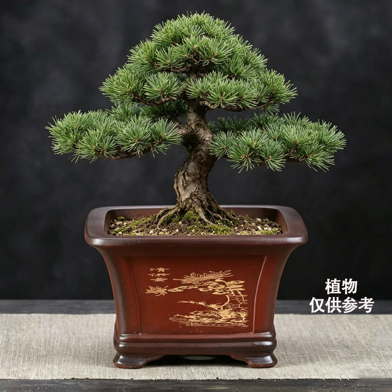 宜兴紫砂花盆中式古典方形盆景盆栽专用种植盆君子兰花老桩金弹子