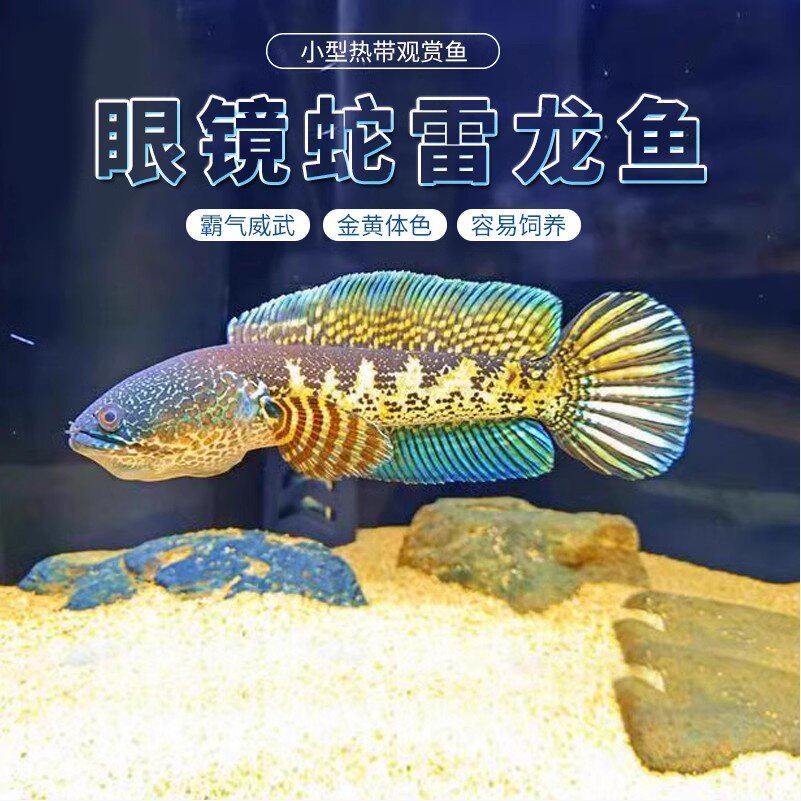 黄金眼镜蛇雷龙 淡水鱼 易养耐活幻红鬼王幻蓝七彩火背阿萨姆奶茶