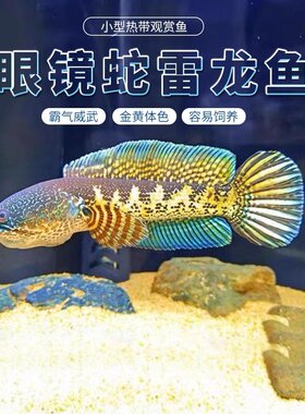 黄金眼镜蛇雷龙 淡水鱼 易养耐活幻红鬼王幻蓝七彩火背阿萨姆奶茶