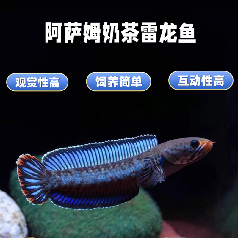 中小型雷龙鱼阿萨姆奶茶七彩血斑