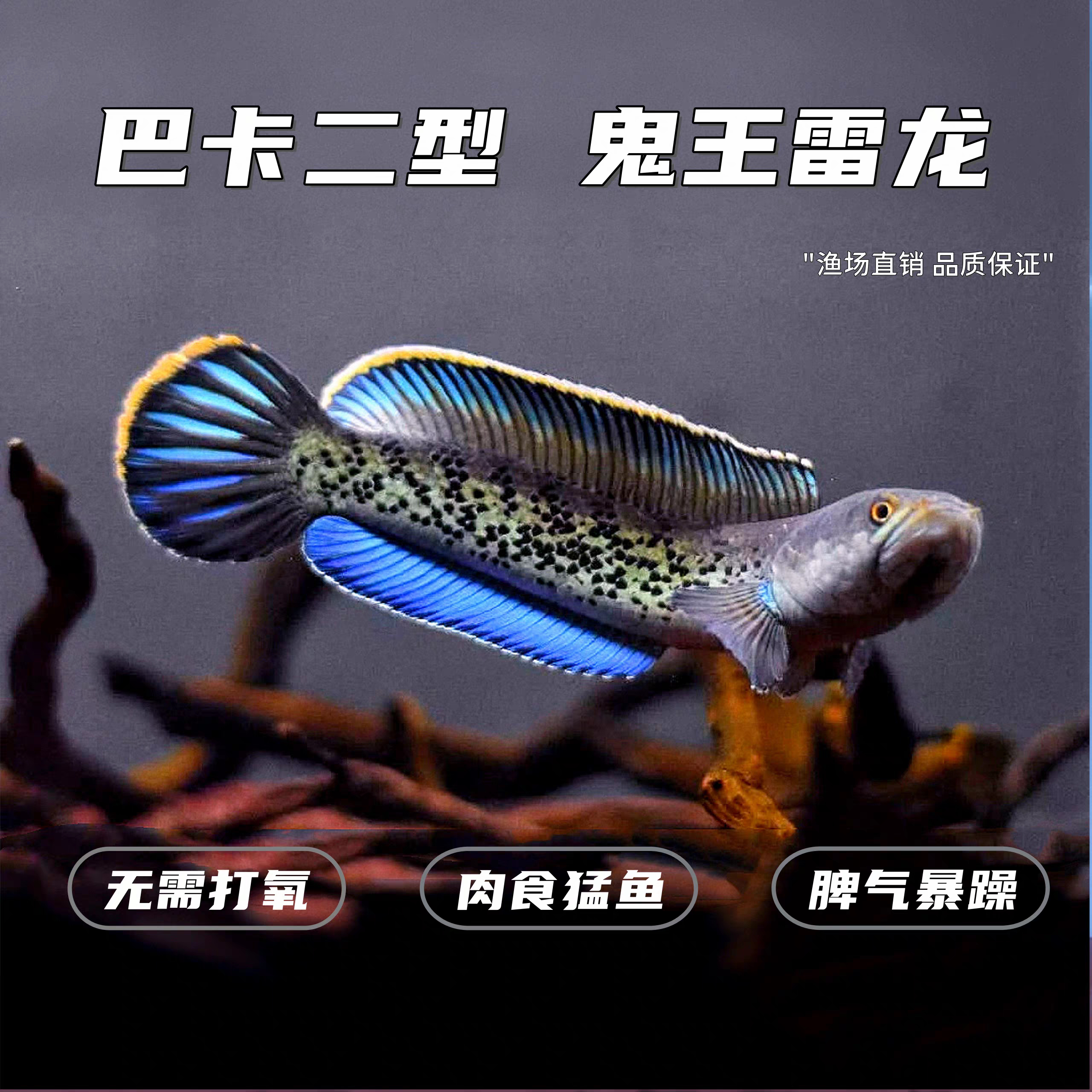 进口巴卡二型蓝宝石鬼王雷龙鱼