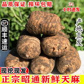 云南昭通新鲜天麻野生特级正宗小草坝乌天麻中药材正品 非贵州干货