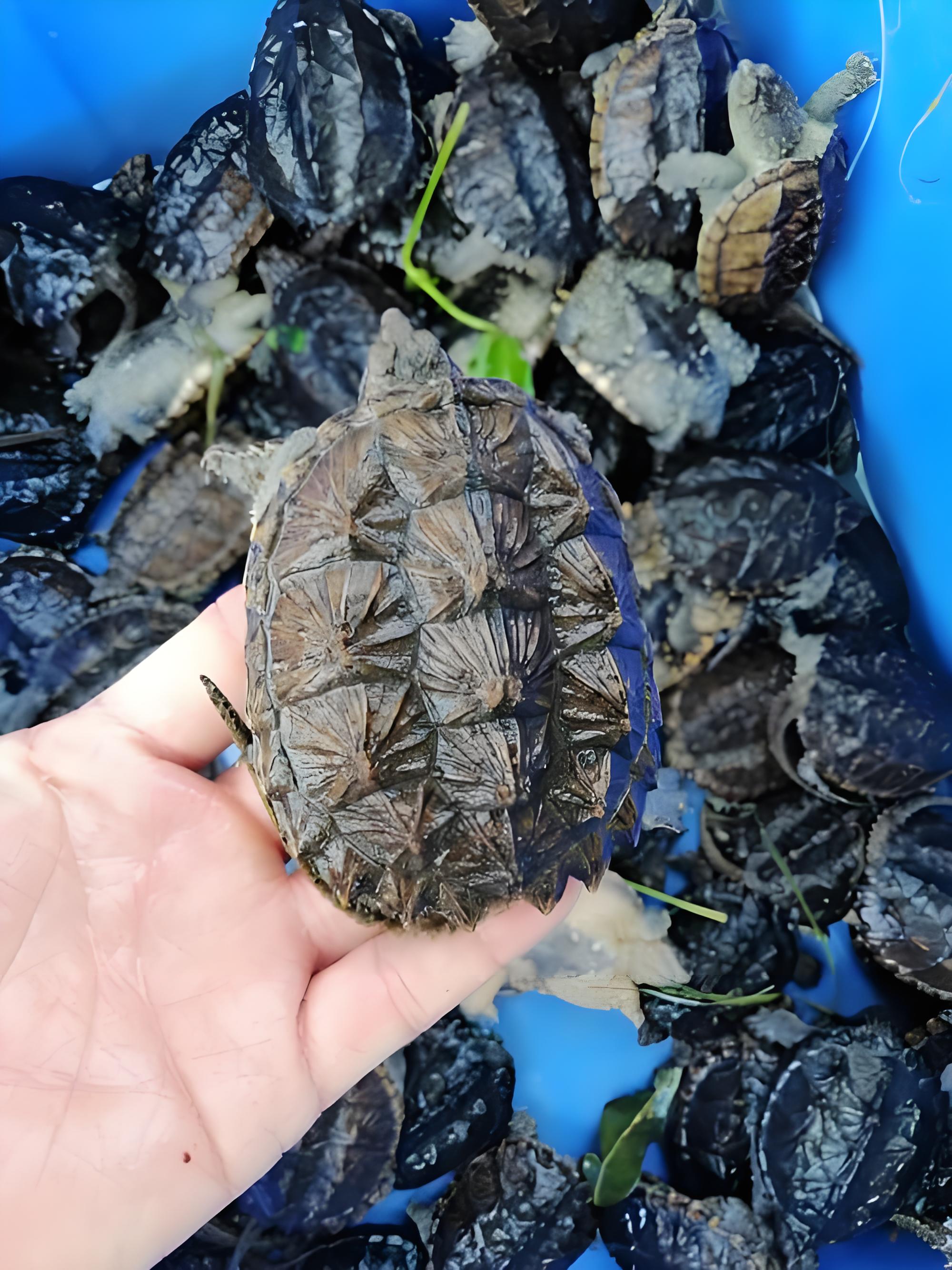 鳄龟苗小鳄龟苗恶霸龟鳄鱼龟食用北美鳄龟养殖鳄龟苗