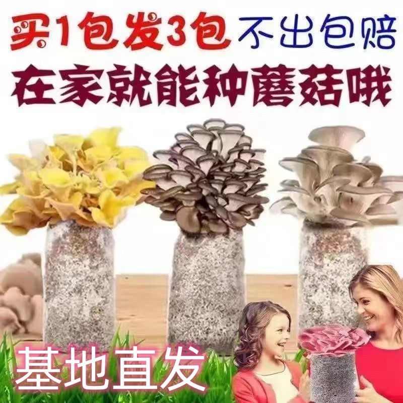 【买一发三】家庭蘑菇菌包食x用菌室内蘑菇种植菌棒种子菌种菌菇