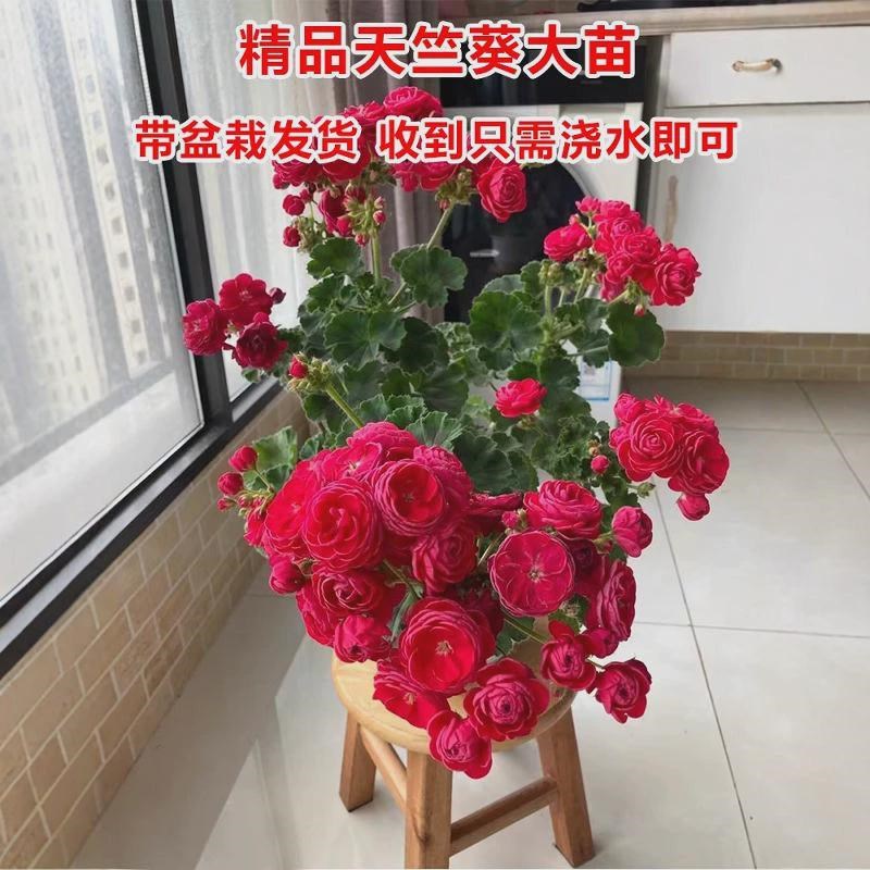 重瓣天竺葵盆栽花苗大花四季开花不断洋绣球苗室T内阳台好养的花