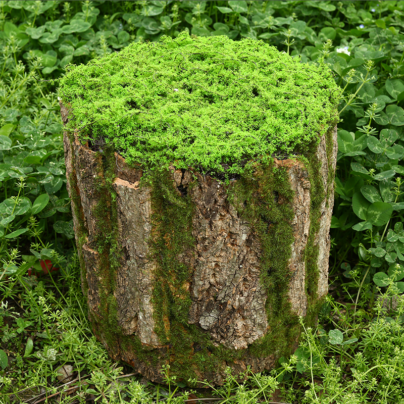 小众森系田园人造板静物摆件造景