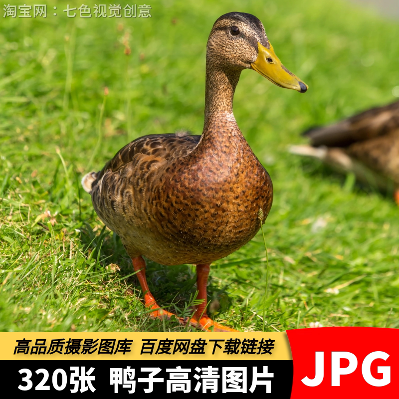 高清JPG鸭子素材野鸭绿头鸭水鸭小黄鸭雏鸭家禽养殖动物实拍图片