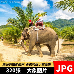 高清JPG素材非洲大象幼象巨象野象群野生动物世界PS设计摄影图片