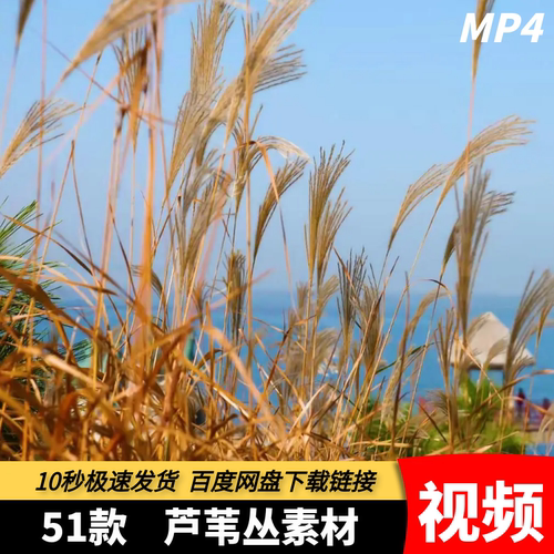 高清MP4素材芦苇花丛夕阳黄昏唯美清新秋天秋色芦苇荡摇摆短视频