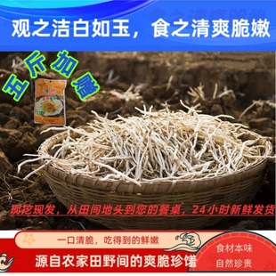 新鲜银条菜农家自种现挖现发 洁白如玉 口感脆嫩无纤维原味无添加
