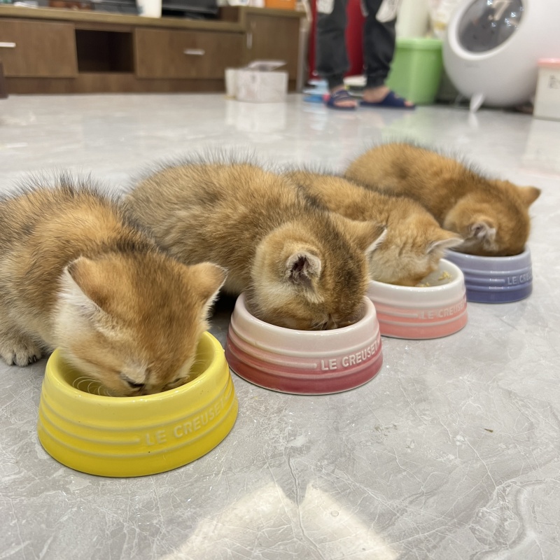 迷你宠物碗小猫专用小奶猫幼猫碗